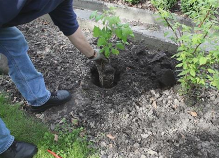 Himbeeren - Einpflanzen im Garten Himbeeren - Einpflanzen im Garten