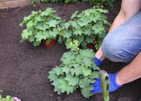 Frauenmantel - Einpflanzen im Garten