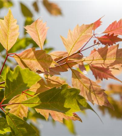 Hecken und andere Gehölze im Herbst pflanzen
