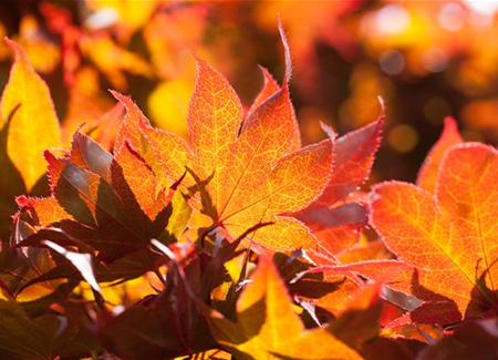 Der herbstliche Garten schön in Form Der herbstliche Garten schön in Form