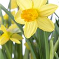 Narcissus cyclamineus 'Jetfire'
