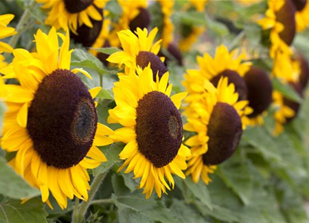 Der goldene Herbst wird bunt: die Top 8 der Herbstblumen Der goldene Herbst wird bunt: die Top 8 der Herbstblumen