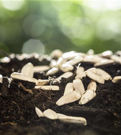 Advent – schöne Ideen für die Vorweihnachtszeit