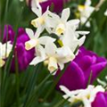 Narcissus cyclamineus 'Toto'