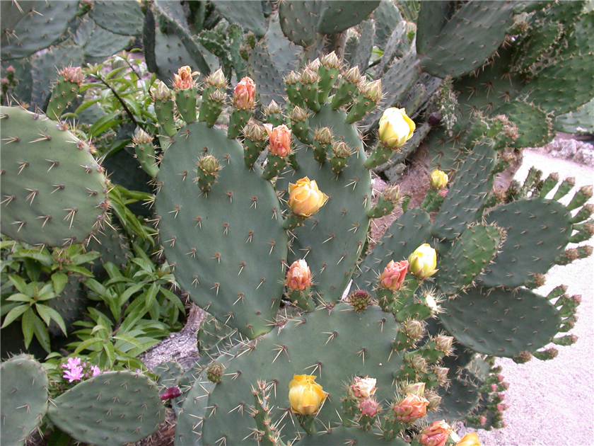 Opuntia ficus-indica, Feigenkaktus