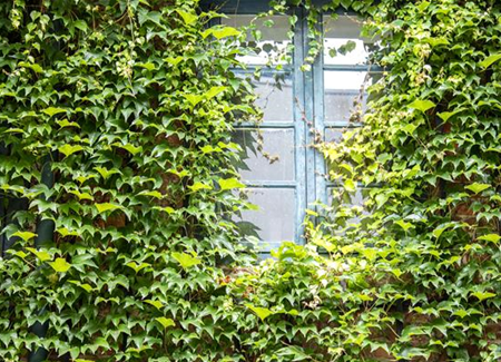 Fassadenbegrünung  Fassadenbegrünung