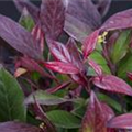 Leucothoe walteri 'Scarletta'®