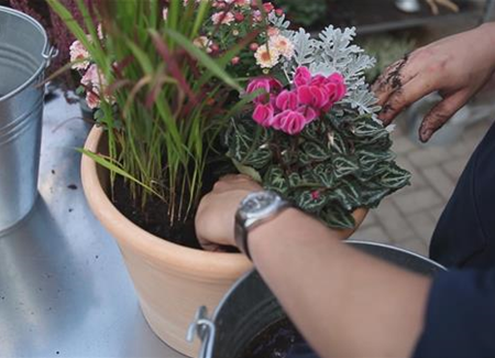 Blumenkübel - Bepflanzung für den Herbst Blumenkübel - Bepflanzung für den Herbst