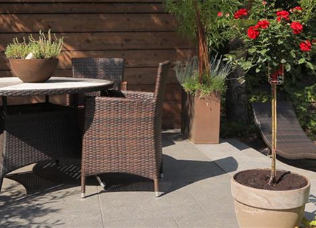 Hochstammrose - Einpflanzen in ein Gefäß Hochstammrose - Einpflanzen in ein Gefäß