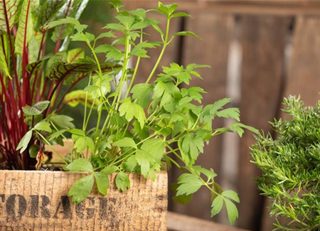 Mit Urban Gardening vom Balkon zur Kräuter-Oase Mit Urban Gardening vom Balkon zur Kräuter-Oase