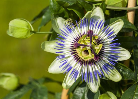 Passionsblumen wachsen uns ans Herz Passionsblumen wachsen uns ans Herz