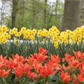 Narcissus jonquilla