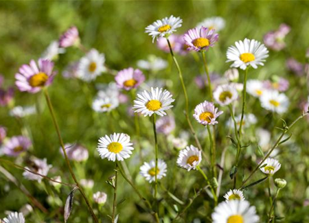 Die heilende Wirkung von Gänseblümchen Die heilende Wirkung von Gänseblümchen
