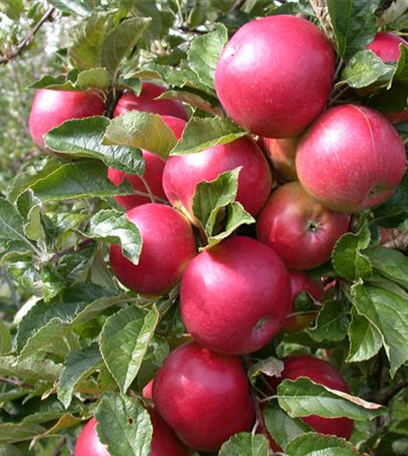 Obstbäume veredeln – frische neue Früchte