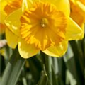 Narcissus in großkronigen Sorten