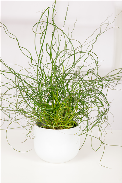 Juncus effusus 'Spiralis', Spiralige Garten-Binse