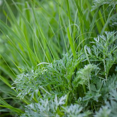 Kräuter im Küchengarten – Pflanzung und Pflege