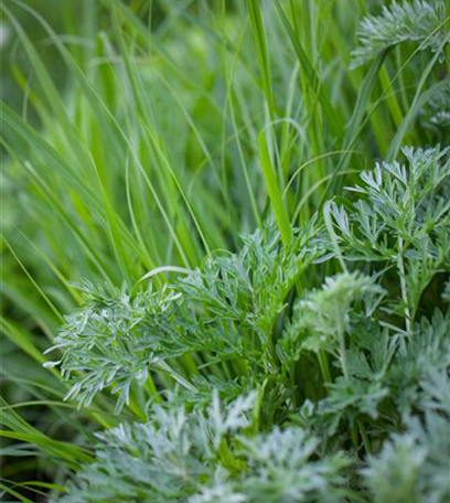Kräuter im Küchengarten – Pflanzung und Pflege