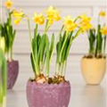 Narcissus pseudonarcissus