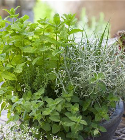 Kräuter mit besonderen Aromen: von fruchtig bis bitter