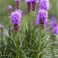 Liatris spicata 'Kobold'