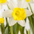 Narcissus tazetta