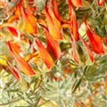 Lotus corniculatus