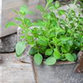 Origanum vulgare 'Diabolo'