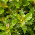 Ilex 'Little Rascal'®