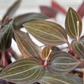 Ludisia discolor