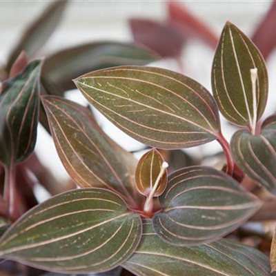 Juwelorchidee Juwelorchidee