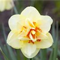 Narcissus 'Yellow Cheerfulness'