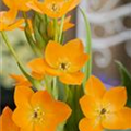 Ornithogalum dubium
