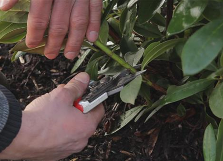 Rhododendron - Zurückschneiden im Frühling Rhododendron - Zurückschneiden im Frühling