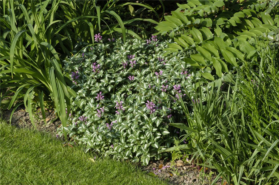 Gefleckte Garten-Taubnessel 'Roseum' Gefleckte Garten-Taubnessel 'Roseum'