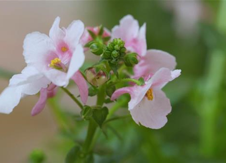 Elfensporn - Einpflanzen in ein Gefäß Elfensporn - Einpflanzen in ein Gefäß