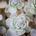 Orostachys iwarenge 'Chinesische Narrenkappe'