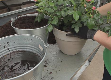 Rosen - Einpflanzen in ein Gefäß Rosen - Einpflanzen in ein Gefäß