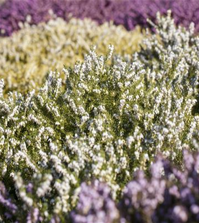 Der Heidegarten: Erholung und Idylle für Zuhause