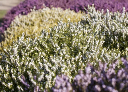 Der Heidegarten: Erholung und Idylle für Zuhause Der Heidegarten: Erholung und Idylle für Zuhause