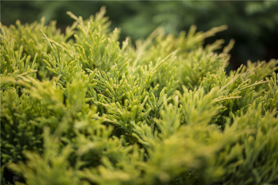 Juniperus-horizontalis-1200x630-proportionalbiggest.webp