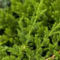 Juniperus horizontalis 'Prince of Wales'