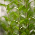 Ligustrum vulgare 'Atrovirens'