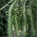 Larix kaempferi 'Pendula'
