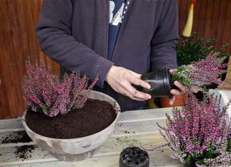 Knospenheide - Einpflanzen in ein Gefäß Knospenheide - Einpflanzen in ein Gefäß