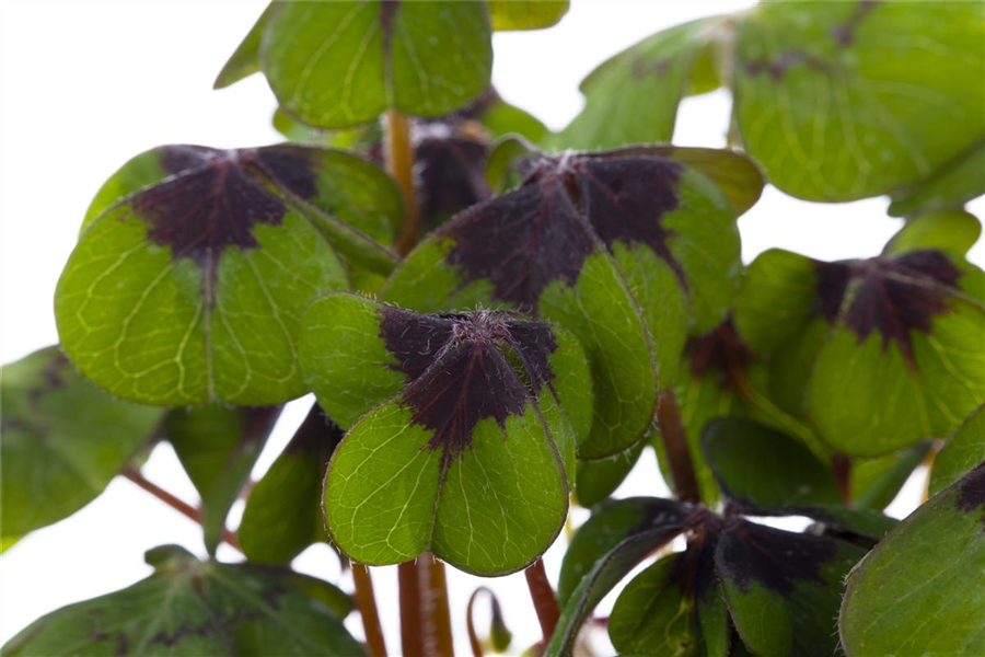 Glücksklee Glücksklee