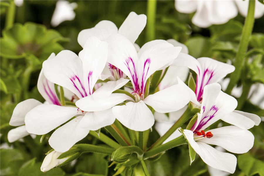 Hängegeranie Hängegeranie