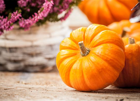 Der Nutzgarten: Selbstbedienung im eigenen Beet Der Nutzgarten: Selbstbedienung im eigenen Beet