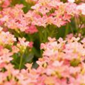 Kalanchoe blossfeldiana 'Calanday'®
