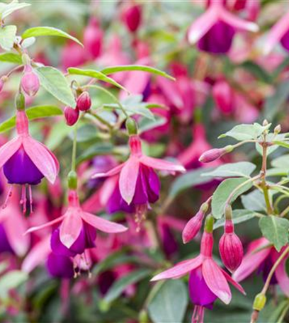 Fuchsien – exotische Schönheiten für Balkon und Garten